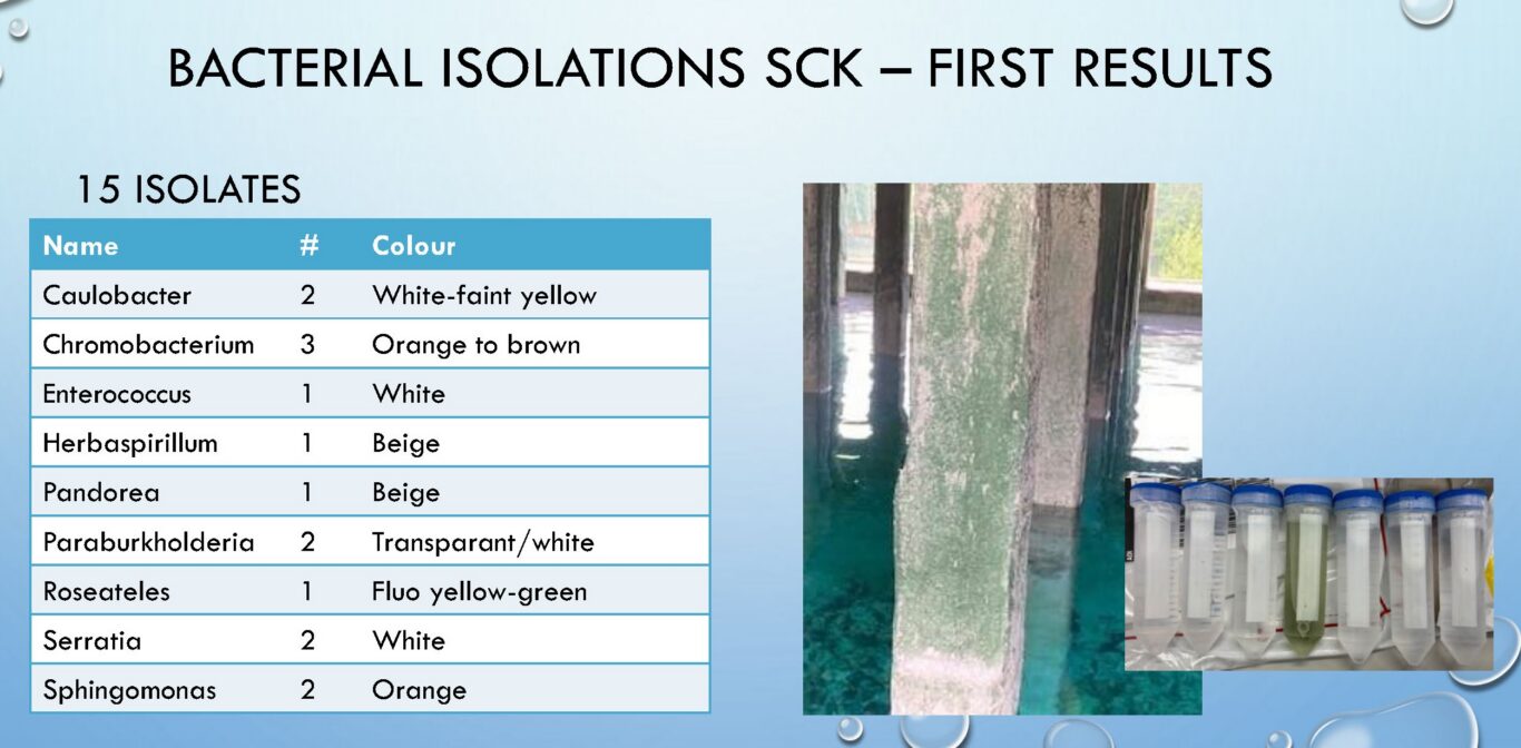 biofilm microbes identified